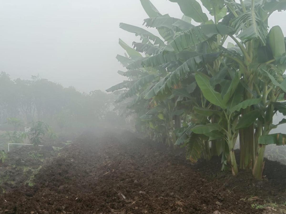 Osaree Agro And Art Hub *